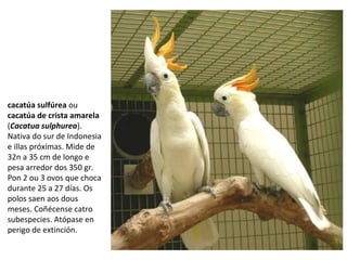 cacatúa sulfúrea ou
cacatúa de crista amarela
(Cacatua sulphurea).
Nativa do sur de Indonesia
e illas próximas. Mide de
32n a 35 cm de longo e
pesa arredor dos 350 gr.
Pon 2 ou 3 ovos que choca
durante 25 a 27 días. Os
polos saen aos dous
meses. Coñécense catro
subespecies. Atópase en
perigo de extinción.
 