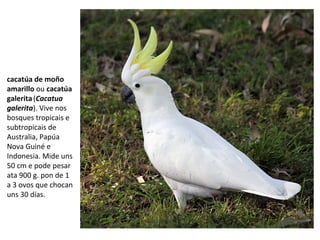 cacatúa de moño
amarillo ou cacatúa
galerita(Cacatua
galerita). Vive nos
bosques tropicais e
subtropicais de
Australia, Papúa
Nova Guiné e
Indonesia. Mide uns
50 cm e pode pesar
ata 900 g. pon de 1
a 3 ovos que chocan
uns 30 días.
 