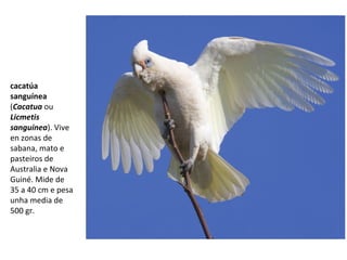 cacatúa
sanguínea
(Cacatua ou
Licmetis
sanguinea). Vive
en zonas de
sabana, mato e
pasteiros de
Australia e Nova
Guiné. Mide de
35 a 40 cm e pesa
unha media de
500 gr.
 