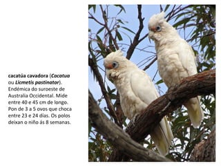 cacatúa cavadora (Cacatua
ou Licmetis pastinator).
Endémica do suroeste de
Australia Occidental. Mide
entre 40 e 45 cm de longo.
Pon de 3 a 5 ovos que choca
entre 23 e 24 días. Os polos
deixan o niño ás 8 semanas.
 