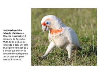 cacatúa de peteiro
delgado (Cacatua ou
Licmetis tenuirostris). É
orixinaria de Australia.
Mide de 38 a 41 cm de
lonxitude e pesa uns 550
gr, de promedio.pon de 2
a 3 ovos que chocan os
dous membros da parella
uns 24 días e os polos
saen ás 8 semanas.
 
