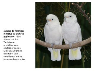 cacatúa de Tanimbar
(Cacatua ou Licmetis
goffiniana). Só se
atopan nas Illas
Tanimbar e
probablemente
noutras próximas.
Mide uns 30 cm de
lonxitude. Está
considerada a máis
pequena das cacatúas.
 