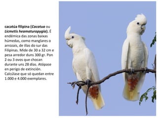 cacatúa filipina (Cacatua ou
Licmetis heamaturopygia). É
endémica das zonas baixas
húmedas, como manglares o
arrozais, de illas do sur das
Filipinas. Mide de 30 a 32 cm e
pesa arredor duns 300 gr. Pon
2 ou 3 ovos que chocan
durante uns 28 días. Atópase
en perigo de extinción.
Calcúlase que só quedan entre
1.000 e 4.000 exemplares.
 