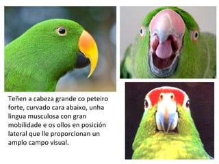 Teñen a cabeza grande co peteiro
forte, curvado cara abaixo, unha
lingua musculosa con gran
mobilidade e os ollos en posición
lateral que lle proporcionan un
amplo campo visual.
 