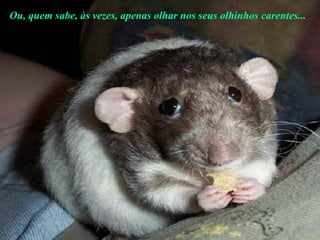 Ou, quem sabe, às vezes, apenas olhar nos seus olhinhos carentes...   