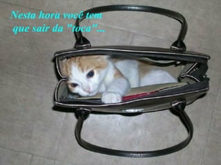 Nesta hora   você tem  que sair da "toca"... 