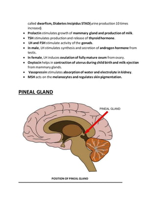 called dwarfism, Diabetes Insipidus STAD(urineproduction 10 times
increase).
 Prolactin stimulates growth of mammary gland and productionof milk.
 TSH stimulates production and release of thyroidhormone.
 LH and FSH stimulate activity of the gonads.
 In male, LH stimulates synthesis and secretion of androgen hormone from
testis.
 In female, LH induces ovulationof fully mature ovum fromovary.
 Oxytocin helps in contractionof uterus during childbirthand milk ejection
frommammary glands.
 Vasopressin stimulates absorptionof water and electrolyte inkidney.
 MSH acts on the melanocytes andregulates skinpigmentation.
PINEAL GLAND
POSITION OF PINEAL GLAND
 