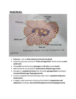 PANCREAS-
 Pancreas – acts as bothendocrine and exocrine gland.
 Endocrine pancreas consists of “Islets of Langerhans” which contain α-cells
and β-cells.
 The α-cells secretehormone glucagon and β-cells secreteinsulin.
 Both hormones are involved in maintenance of blood sugar levels.
 Glucagon is a peptide hormone that stimulates glycogenolysis resulting in
increasedbloodsugar (hyperglycaemia).
 Insulin is a peptide hormonethat play major role in regulationof glucose
homeostasis.
 Ittriggers rapid movement of glucosefromblood to hepatocytes and
adipocytes resulting in decreasedbloodglucose levels(hypoglycaemia).
 
