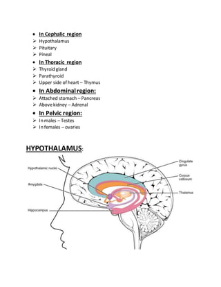  In Cephalic region
 Hypothalamus
 Pituitary
 Pineal
 In Thoracic region
 Thyroid gland
 Parathyroid
 Upper side of heart – Thymus
 In Abdominalregion:
 Attached stomach – Pancreas
 Abovekidney – Adrenal
 In Pelvic region:
 In males – Testes
 In females – ovaries
HYPOTHALAMUS:
 