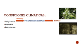 CONDICIONES CLIMÁTICAS :
Temperatura
Humedad
Precipitación
INFLUENCIA
COMUNIDADES VEGETALES BIOMAS
 