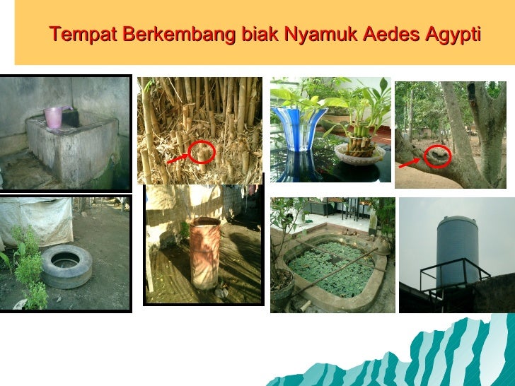  Tempat  Berkembang Biak Nyamuk  Demam Berdarah Mutakhir