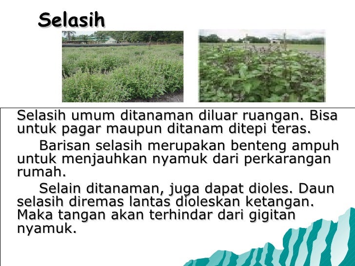 Pemberantasan Sarang Nyamuk