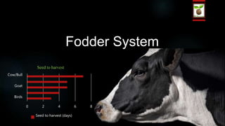 Fodder System
0 2 4 6 8
Birds
Goat
Cow/Bull
Seed to harvest
Seed to harvest (days)
 