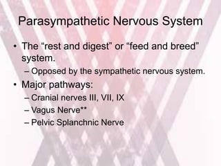 Parasympathetic Nervous System
• The “rest and digest” or “feed and breed”
system.
– Opposed by the sympathetic nervous system.
• Major pathways:
– Cranial nerves III, VII, IX
– Vagus Nerve**
– Pelvic Splanchnic Nerve
 