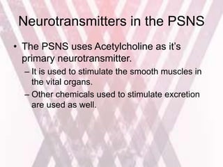 Neurotransmitters in the PSNS
• The PSNS uses Acetylcholine as it’s
primary neurotransmitter.
– It is used to stimulate the smooth muscles in
the vital organs.
– Other chemicals used to stimulate excretion
are used as well.
 