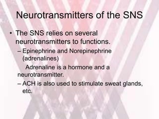 Neurotransmitters of the SNS
• The SNS relies on several
neurotransmitters to functions.
– Epinephrine and Norepinephrine
(adrenalines)
Adrenaline is a hormone and a
neurotransmitter.
– ACH is also used to stimulate sweat glands,
etc.
 