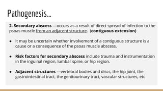 Pathogenesis…
2. Secondary abscess —occurs as a result of direct spread of infection to the
psoas muscle from an adjacent structure. (contiguous extension)
● It may be uncertain whether involvement of a contiguous structure is a
cause or a consequence of the psoas muscle abscess.
● Risk factors for secondary abscess include trauma and instrumentation
in the inguinal region, lumbar spine, or hip region.
● Adjacent structures —vertebral bodies and discs, the hip joint, the
gastrointestinal tract, the genitourinary tract, vascular structures, etc
 
