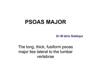 PSOAS MAJOR
Dr M Idris Siddiqui
The long, thick, fusiform psoas
major lies lateral to the lumbar
vertebrae
 