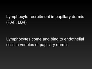 Lymphocyte recruitment in papillary dermis  (PAF, LB4) Lymphocytes come and bind to endothelial  cells in venules of papillary dermis 