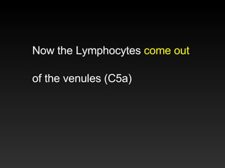 Now the Lymphocytes  come out   of the venules (C5a)  