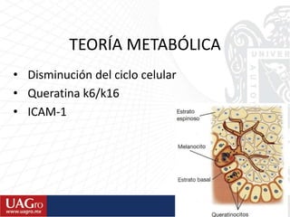 TEORÍA METABÓLICA
• Disminución del ciclo celular
• Queratina k6/k16
• ICAM-1
 