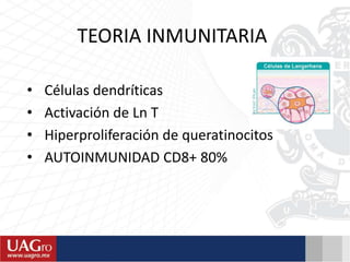 TEORIA INMUNITARIA
• Células dendríticas
• Activación de Ln T
• Hiperproliferación de queratinocitos
• AUTOINMUNIDAD CD8+ 80%
 