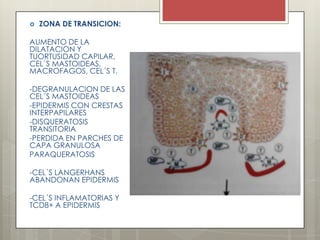  ZONA DE TRANSICION:
AUMENTO DE LA
DILATACION Y
TUORTUSIDAD CAPILAR,
CEL´S MASTOIDEAS,
MACROFAGOS, CEL´S T.
-DEGRANULACION DE LAS
CEL´S MASTOIDEAS
-EPIDERMIS CON CRESTAS
INTERPAPILARES
-DISQUERATOSIS
TRANSITORIA
-PERDIDA EN PARCHES DE
CAPA GRANULOSA
PARAQUERATOSIS
-CEL´S LANGERHANS
ABANDONAN EPIDERMIS
-CEL´S INFLAMATORIAS Y
TCD8+ A EPIDERMIS
 