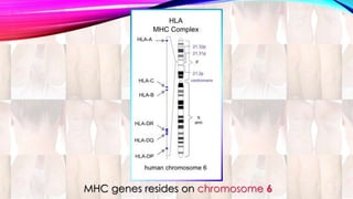 MHC genes resides on chromosome 6 
 