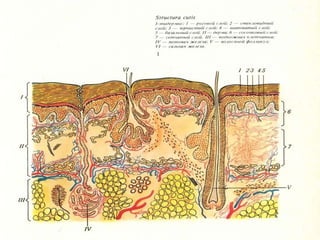СХЕМА СТРОЕНИЯ ЗДОРОВОЙ КОЖИ  (В.В. Владимиров, Б.И. Зудин.  Атлас Кожные и венерические болезни. Издательство «Медицина» Москва, 1980) 