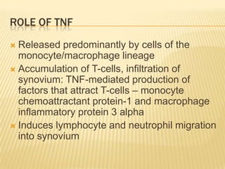 ROLE OF TNF
Released predominantly by cells of the
monocyte/macrophage lineage
 Accumulation of T-cells, infiltration of
synovium: TNF-mediated production of
factors that attract T-cells – monocyte
chemoattractant protein-1 and macrophage
inflammatory protein 3 alpha
 Induces lymphocyte and neutrophil migration
into synovium


 