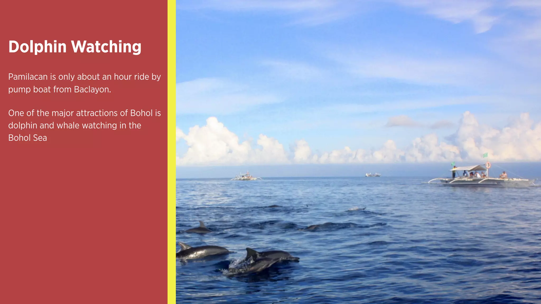 Dolphin Watching
Pamilacan is only about an hour
ride by pump boat from
Baclayon.
One of the major attractions of
Bohol is dolphin and whale
watching in the Bohol Sea
 