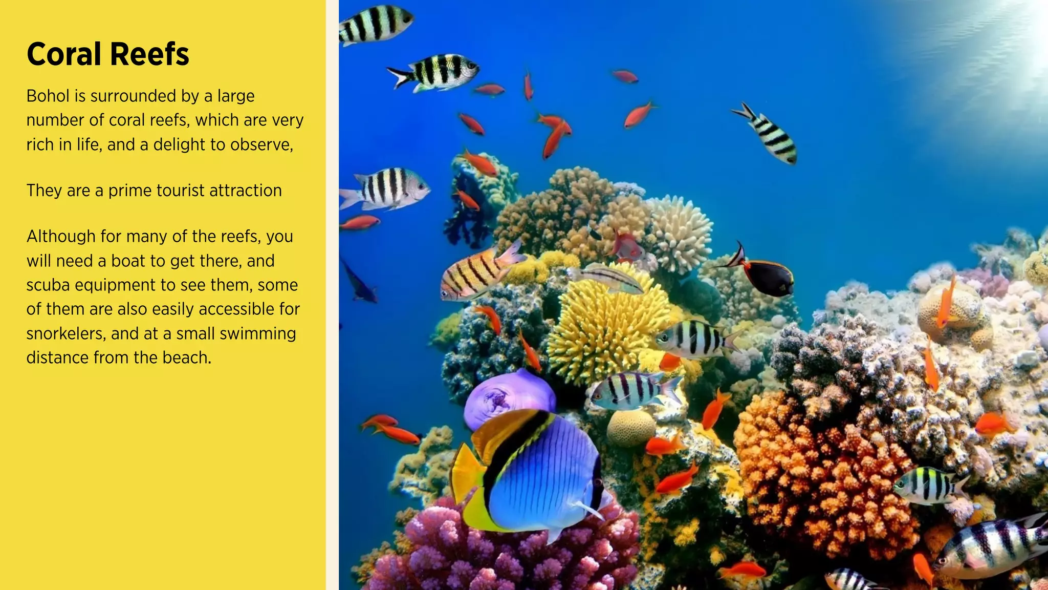 Coral Reefs
Bohol is surrounded by a large
number of coral reefs, which are
very rich in life, and a delight to
observe,
They are a prime tourist
attraction
Although for many of the reefs,
you will need a boat to get
there, and scuba equipment to
see them, some of them are also
easily accessible for snorkelers,
and at a small swimming
distance from the beach.
 