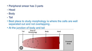 • Peripheral smear has 3 parts
- Head
- Body
- Tail
• Best place to study morphology is where the cells are well
separated out and not overlapping .
• At the junction of body and tail
 