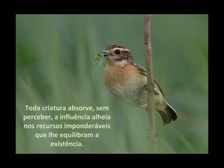 Toda criatura absorve, sem
perceber, a influência alheia
nos recursos imponderáveis
   que lhe equilibram a
        existência.
 
