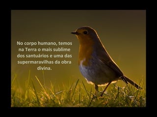No corpo humano, temos
 na Terra o mais sublime
dos santuários e uma das
supermaravilhas da obra
         divina.
 
