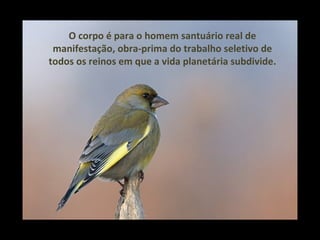 O corpo é para o homem santuário real de
 manifestação, obra-prima do trabalho seletivo de
todos os reinos em que a vida planetária subdivide.
 