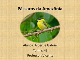 Pássaros da Amazônia
Alunos: Albert e Gabriel
Turma: 43
Professor: Vicente
 