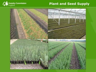 Plant and Seed Supply
 