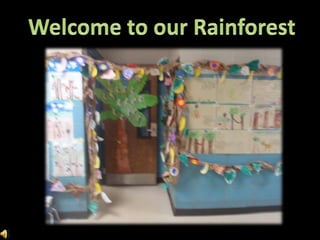 Welcome to our Rainforest 