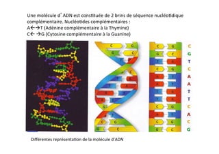 Une	
  molécule	
  d’ADN	
  est	
  cons2tuée	
  de	
  2	
  brins	
  de	
  séquence	
  nucléo2dique	
  
complémentaire.	
  Nucléo2des	
  complémentaires	
  :	
  	
  
AßàT	
  (Adénine	
  complémentaire	
  à	
  la	
  Thymine)	
  
Cß	
  àG	
  (Cytosine	
  complémentaire	
  à	
  la	
  Guanine)	
  
Diﬀérentes	
  représenta2on	
  de	
  la	
  molécule	
  d’ADN	
  
 