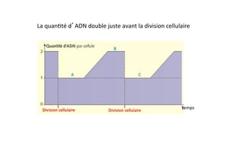 La	
  quan2té	
  d’ADN	
  double	
  juste	
  avant	
  la	
  division	
  cellulaire	
  
temps	
  
 