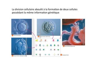La	
  division	
  cellulaire	
  abou2t	
  à	
  la	
  forma2on	
  de	
  deux	
  cellules	
  
possédant	
  la	
  même	
  informa2on	
  géné2que	
  
 
