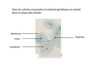 Dans	
  les	
  cellules	
  eucaryotes	
  le	
  matériel	
  géné2que	
  est	
  stocké	
  
dans	
  le	
  noyau	
  des	
  cellules	
  
Membrane
noyau
cytoplasme
Organites
 