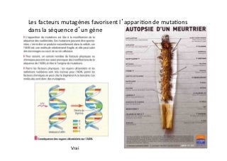 Les	
  facteurs	
  mutagènes	
  favorisent	
  l’appari2on	
  de	
  muta2ons	
  
dans	
  la	
  séquence	
  d’un	
  gène	
  
Vrai	
  
Vrai	
  
 