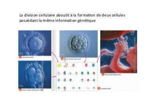 La	
  division	
  cellulaire	
  abou2t	
  à	
  la	
  forma2on	
  de	
  deux	
  cellules	
  
possédant	
  la	
  même	
  informa2on	
  géné2que	
  
 