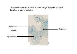 Dans	
  les	
  cellules	
  eucaryotes	
  le	
  matériel	
  géné2que	
  est	
  stocké	
  
dans	
  le	
  noyau	
  des	
  cellules	
  
Membrane
noyau
cytoplasme
Organites
 
