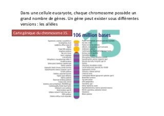 Dans	
  une	
  cellule	
  eucaryote,	
  chaque	
  chromosome	
  possède	
  un	
  	
  
grand	
  nombre	
  de	
  gènes.	
  Un	
  gène	
  peut	
  exister	
  sous	
  diﬀérentes	
  
versions	
  :	
  les	
  allèles	
  
Carte	
  génique	
  du	
  chromosome	
  15.	
  	
  
 