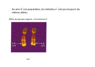 Au	
  sein	
  d’une	
  popula2on,	
  les	
  individus	
  n’ont	
  pas	
  toujours	
  les	
  
mêmes	
  allèles	
  
Allèles	
  des	
  groupes	
  sanguins	
  :	
  chromosomes	
  9	
  
vrai	
  
 