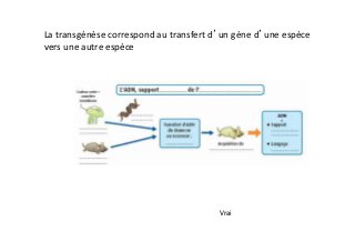La	
  transgénèse	
  correspond	
  au	
  transfert	
  d’un	
  gène	
  d’une	
  espèce	
  
vers	
  une	
  autre	
  espèce	
  
!
!
!
!
!
!
!
Vrai	
  
 