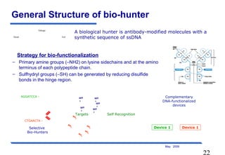 22
May 2009
General Structure of bio-hunter
A biological hunter is antibody-modified molecules with a
synthetic sequence of ssDNA
Strategy for bio-functionalization
– Primary amine groups (–NH2) on lysine sidechains and at the amino
terminus of each polypeptide chain.
– Sulfhydryl groups (–SH) can be generated by reducing disulfide
bonds in the hinge region.
Selective
Bio-Hunters
AGGATCCA -
CTGAACTA -
Complementary
DNA-functionalized
devices
NH
2
NH
2
NH
2
NH
2
NH
2
NH
2
NH
2
NH
2
NH
2
NH
2
NH
2
NH
2
NH
2
NH
2
NH
2
NH
2
NH
2
NH
2
NH
2
NH
2
Targets
Device 1 Device 1
Self Recognition
Head Tail
linkage
 
